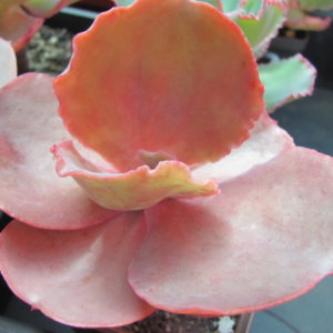 Echeveria   Bittersweet