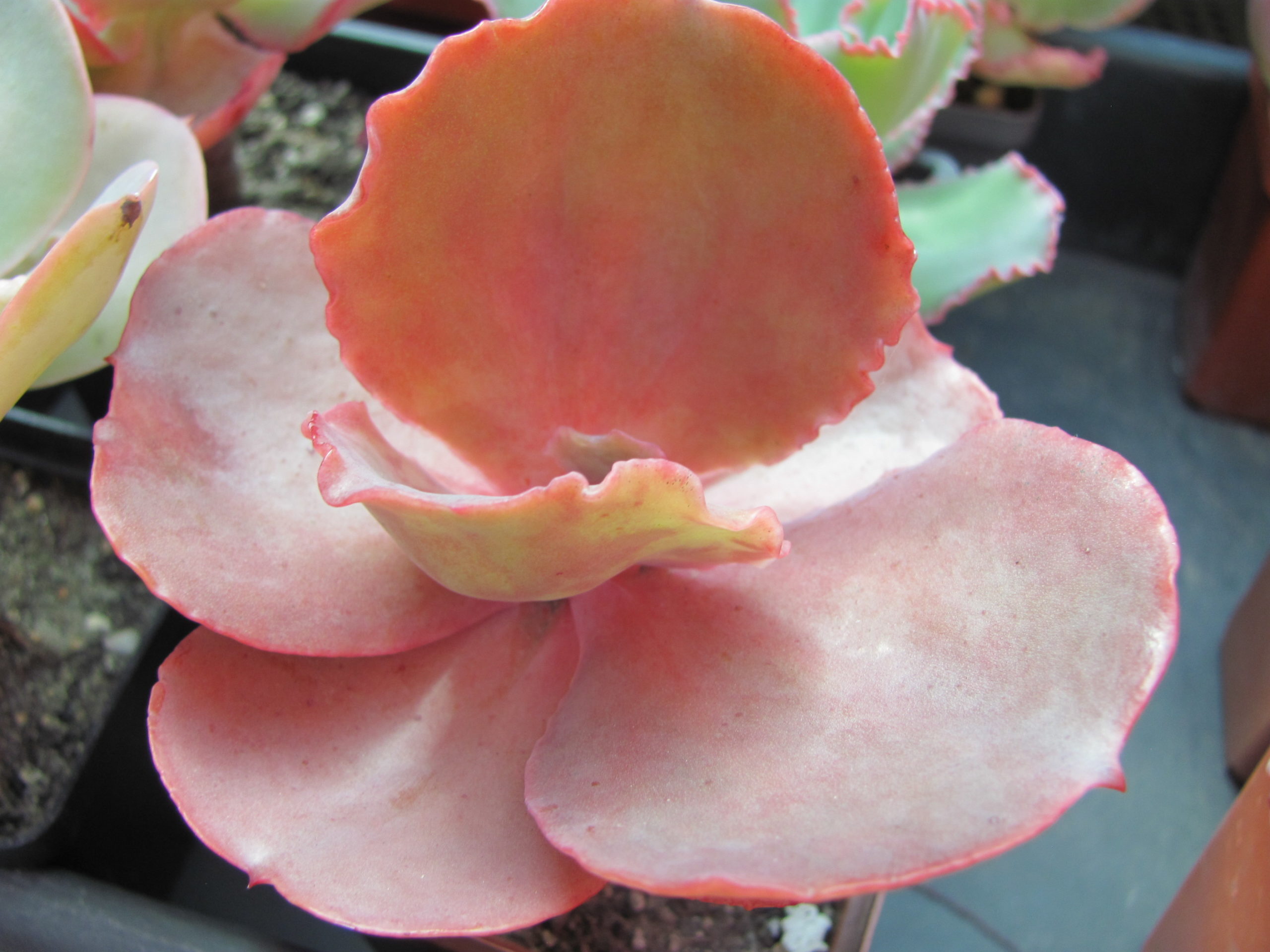 Echeveria Bittersweet