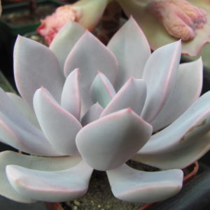 Echeveria Debbie