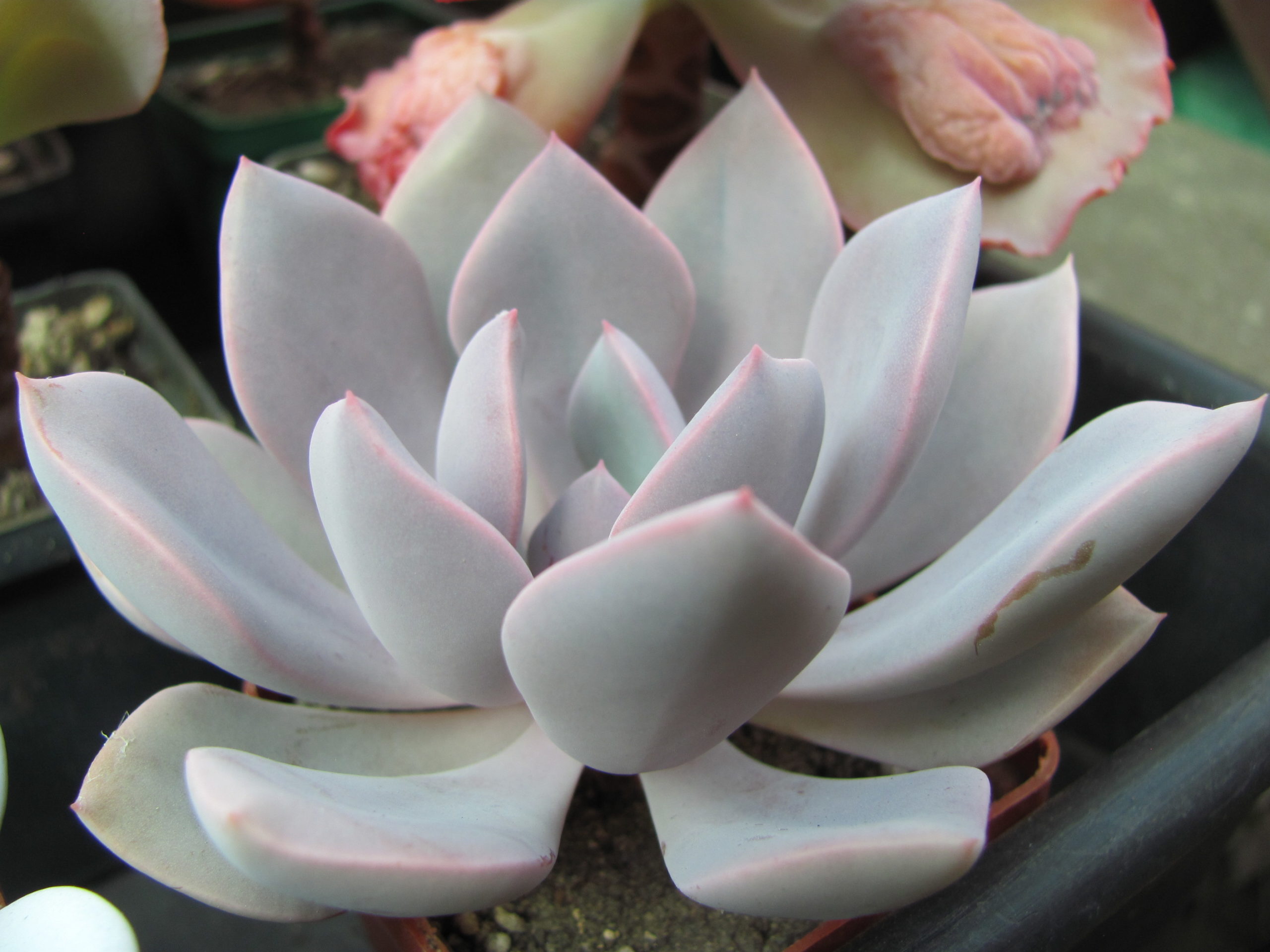 Echeveria Debbie