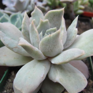 Echeveria   *Vampire Appaloosa*