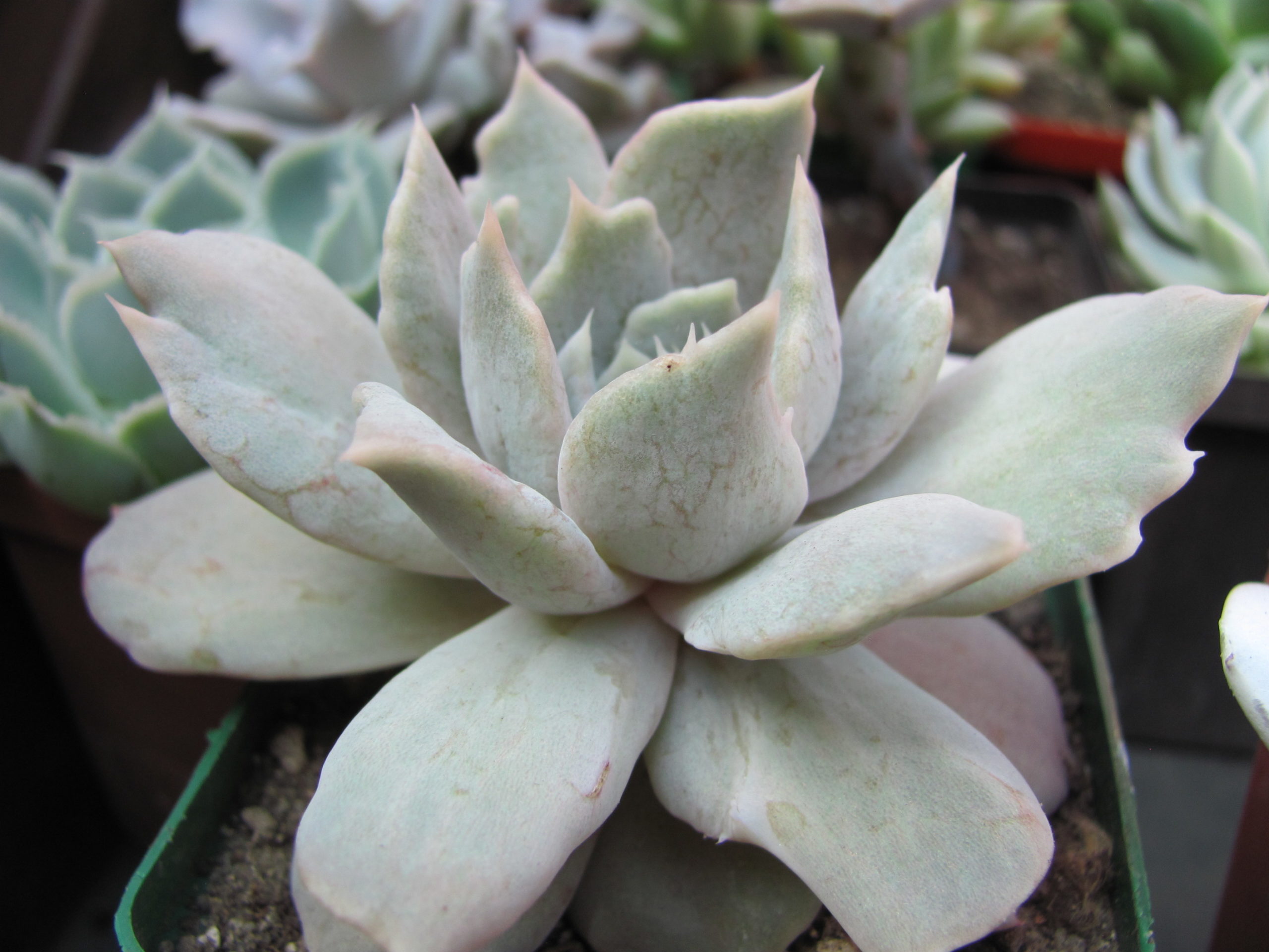 Echeveria *Vampire Appaloosa*