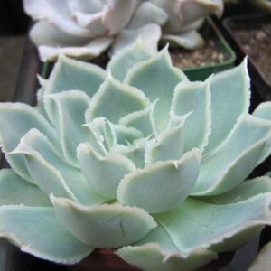 Echeveria    Laguna Sanchez