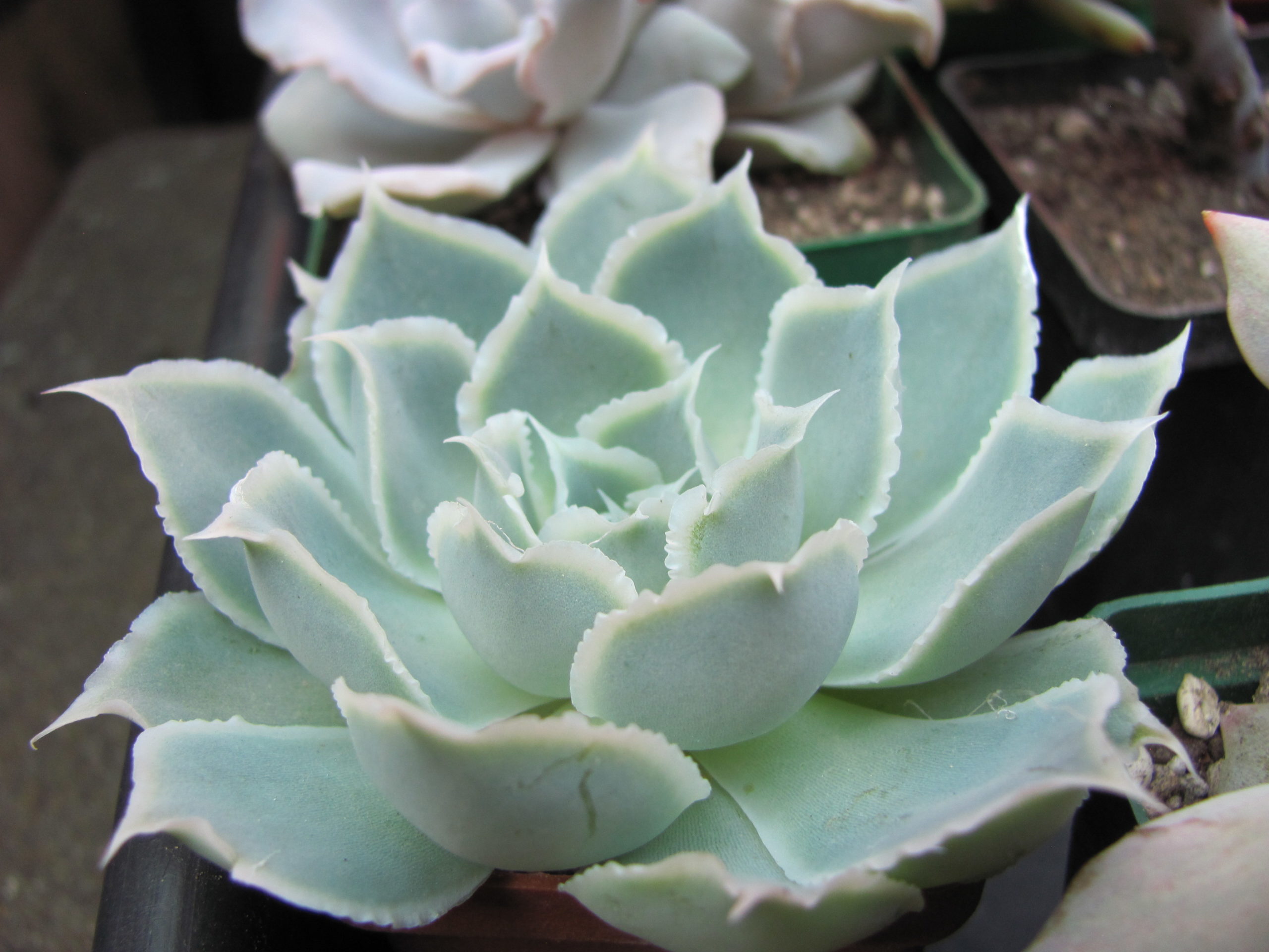 Echeveria Laguna Sanchez