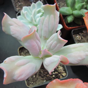 Echeveria   Culibra