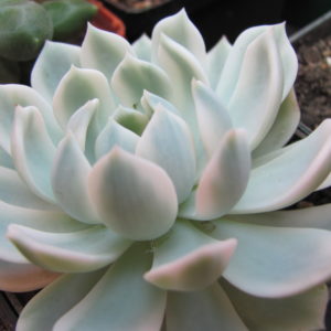 Echeveria  *Royal Chrysanthemum* variegata