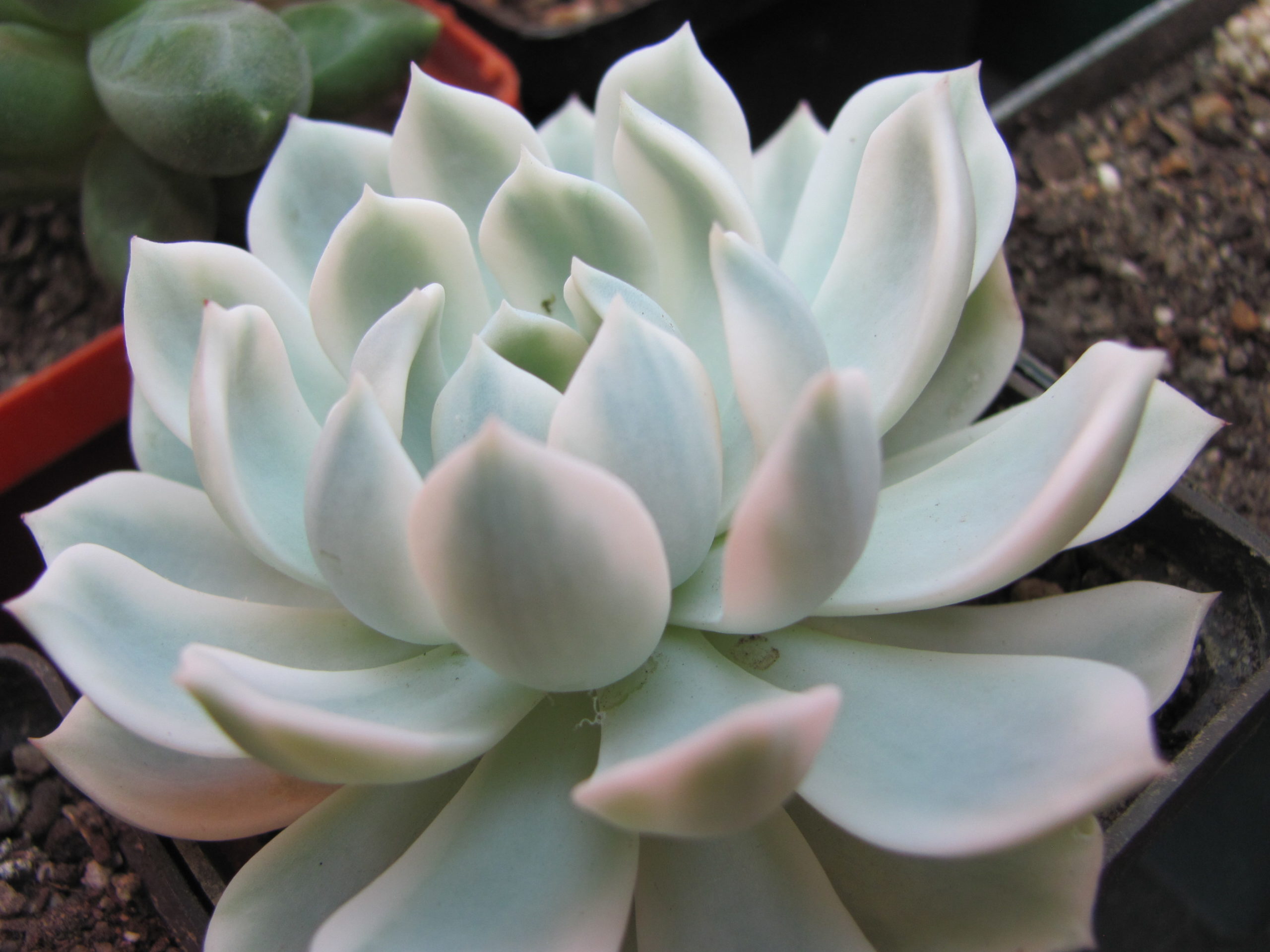 Echeveria *Royal Chrysanthemum* variegata