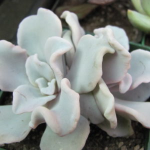 Echeveria Crispate Beauty