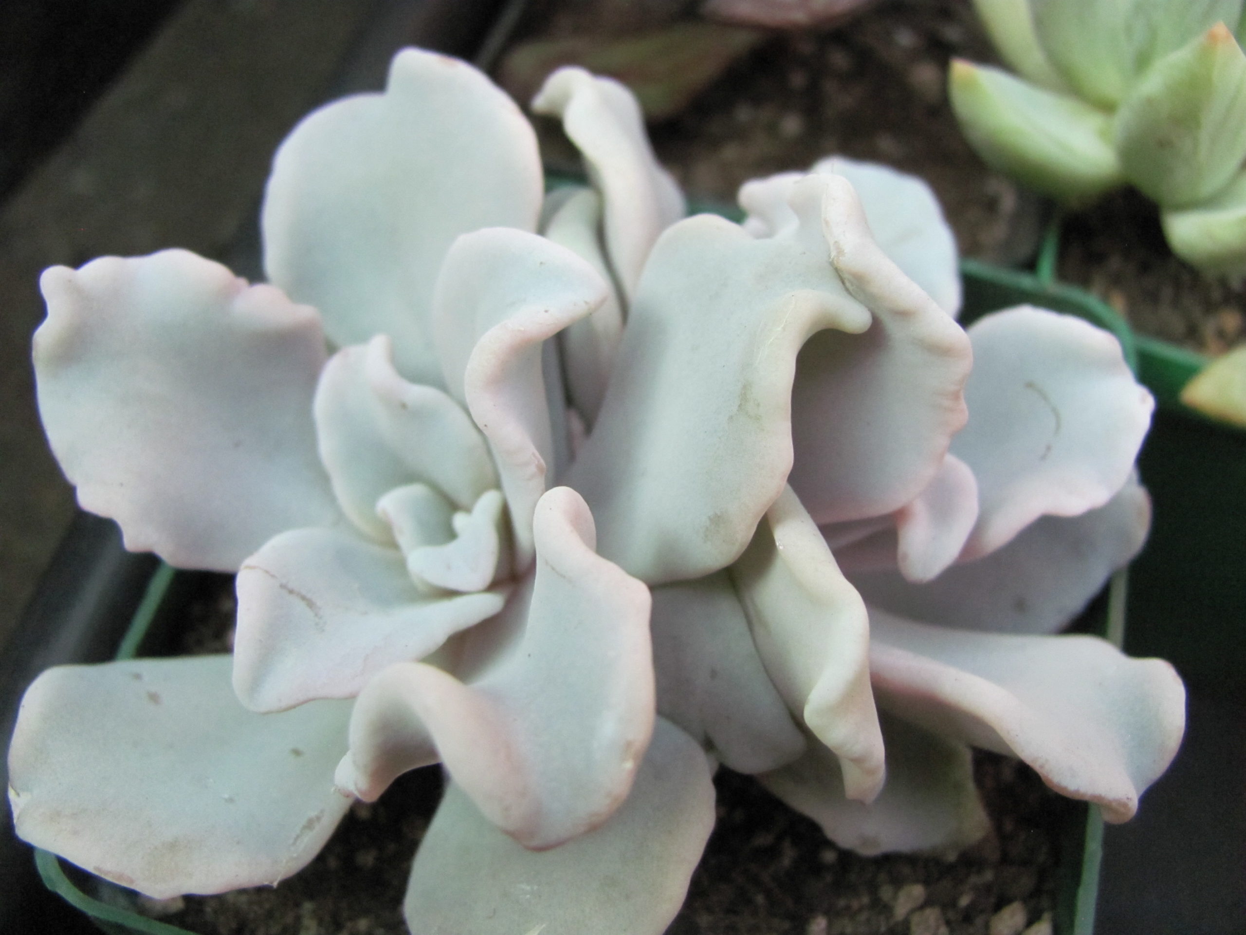Echeveria Crispate Beauty