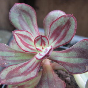 Echeveria nodulosa