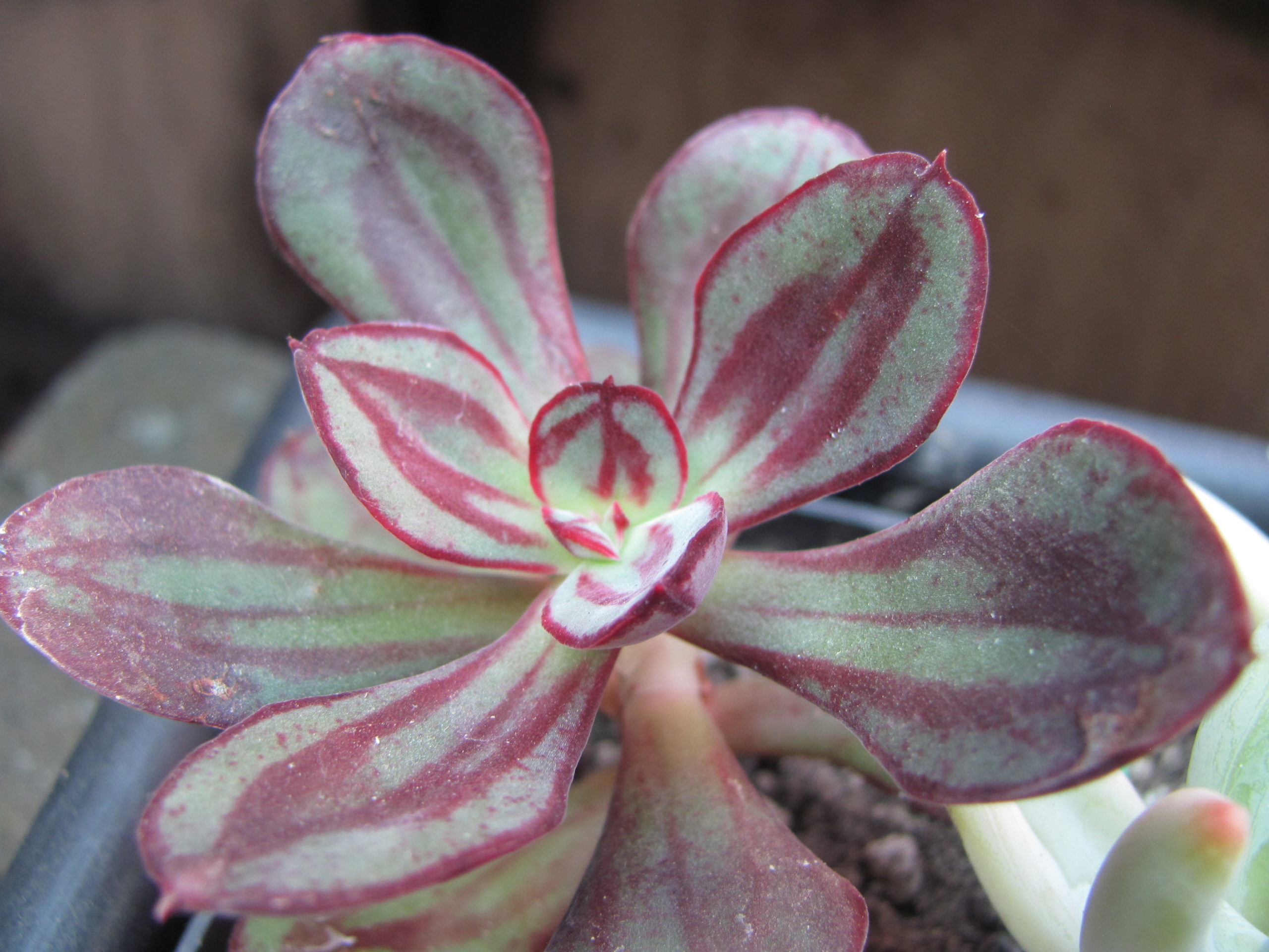 Echeveria nodulosa