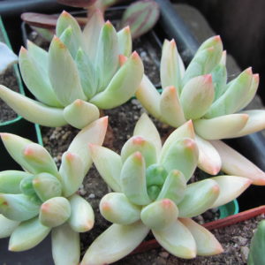 Echeveria hookeri