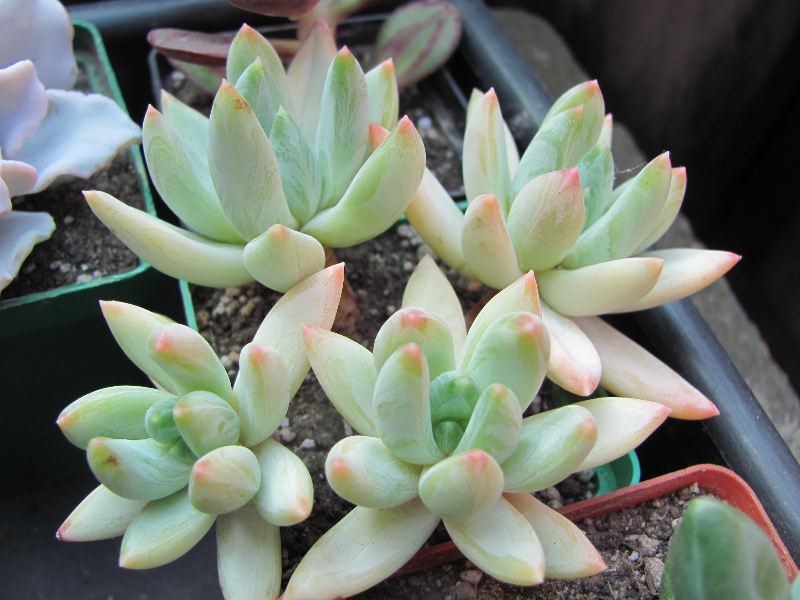 Echeveria hookeri