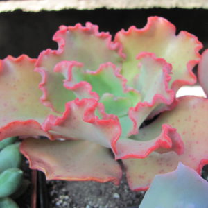 Echeveria Aguarius Red