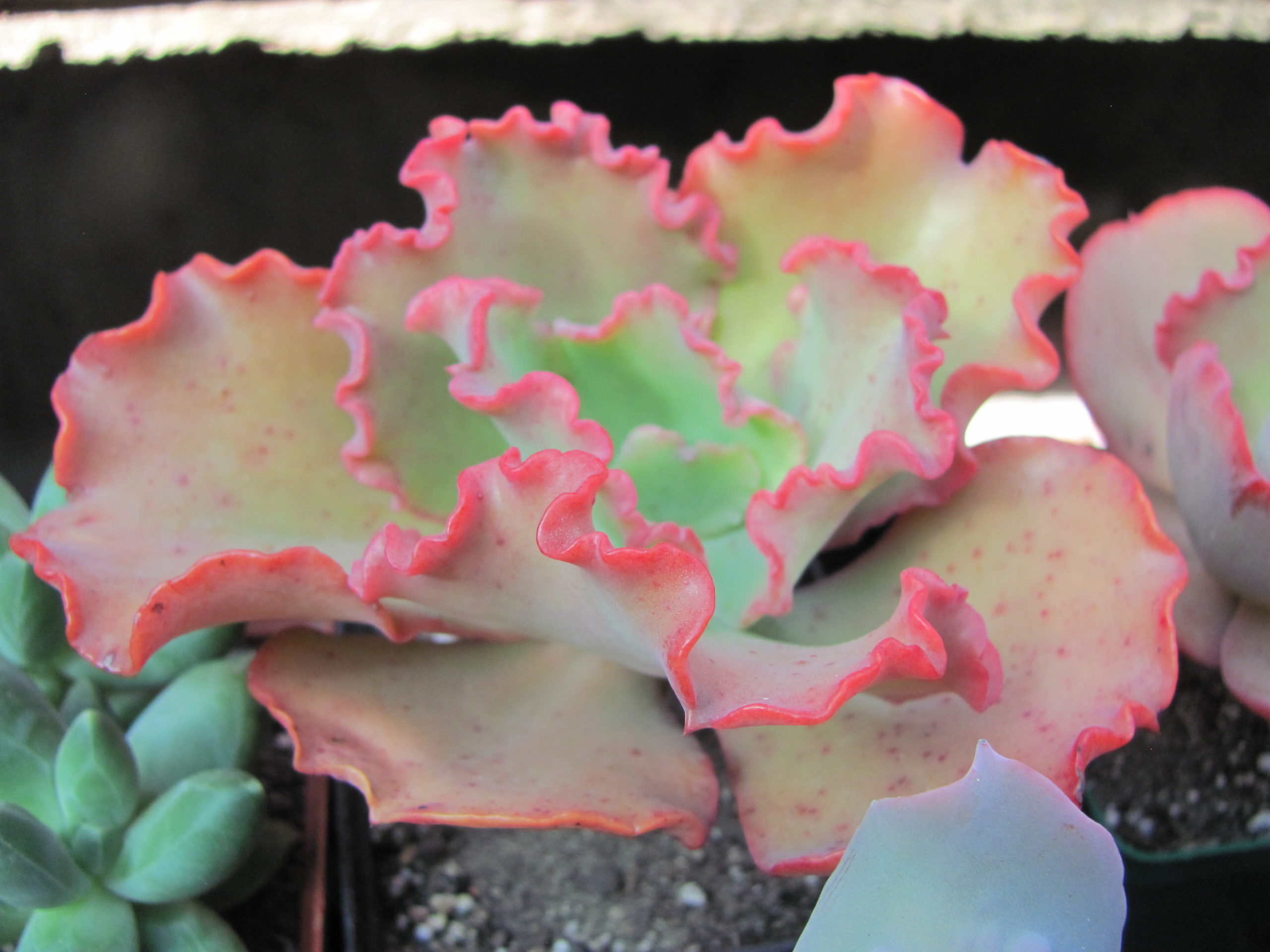 Echeveria Aguarius Red
