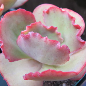 Echeveria   Crinoline