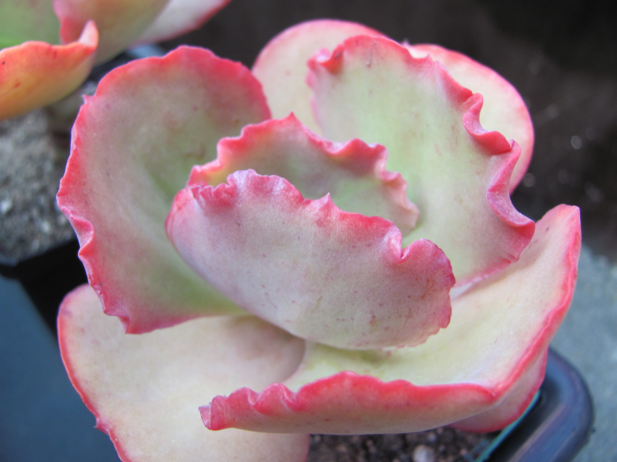 Echeveria Crinoline