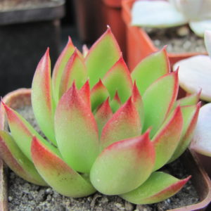 Echeveria  agavoides   *Christmas*