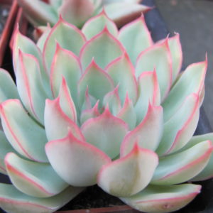 Echeveria Orion