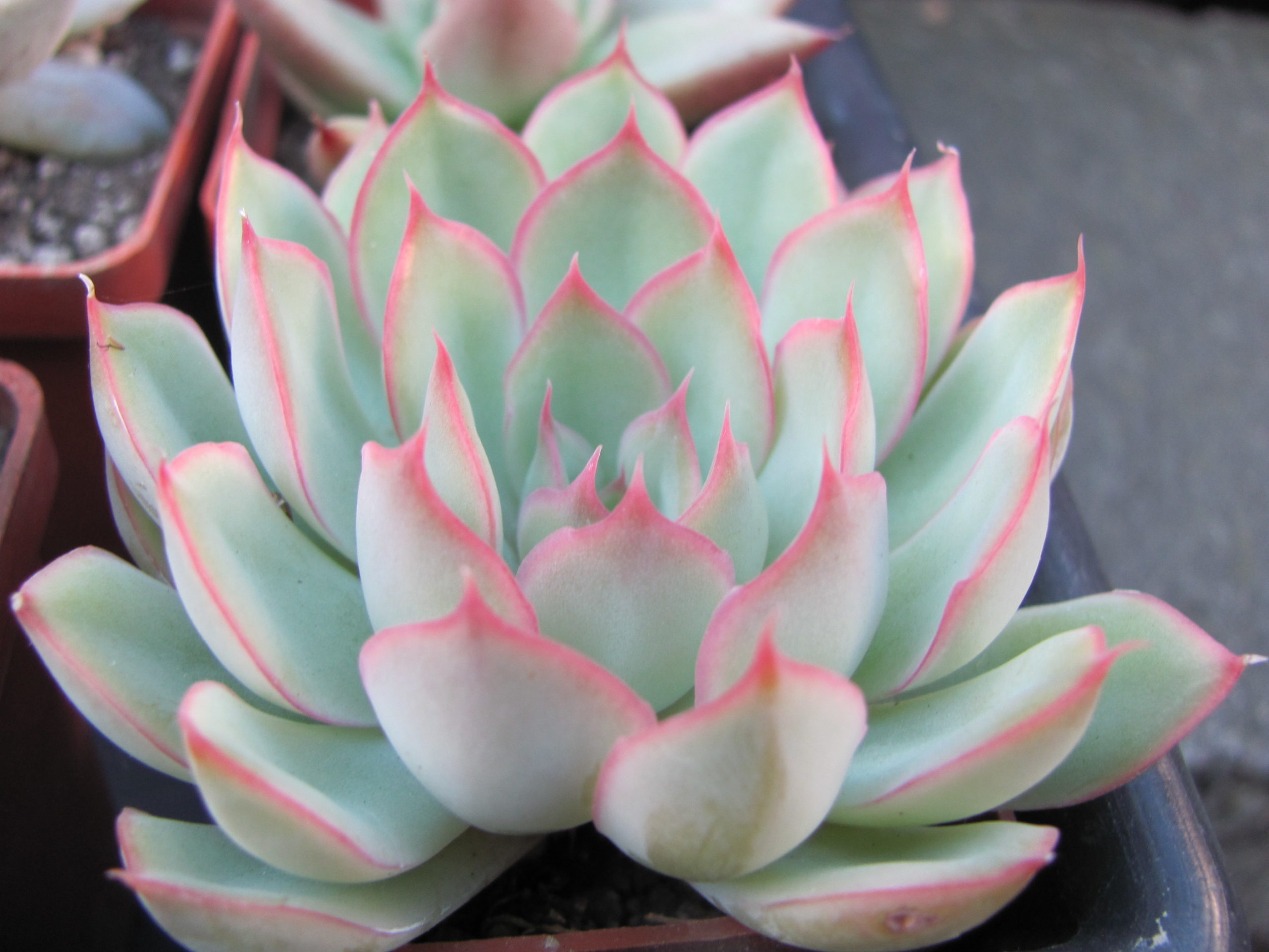 Echeveria Orion