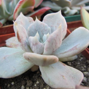 Echeveria  *Vampire Appaloosa*