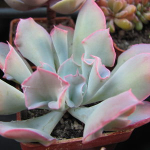 Echeveria   Trumpet  Pinky