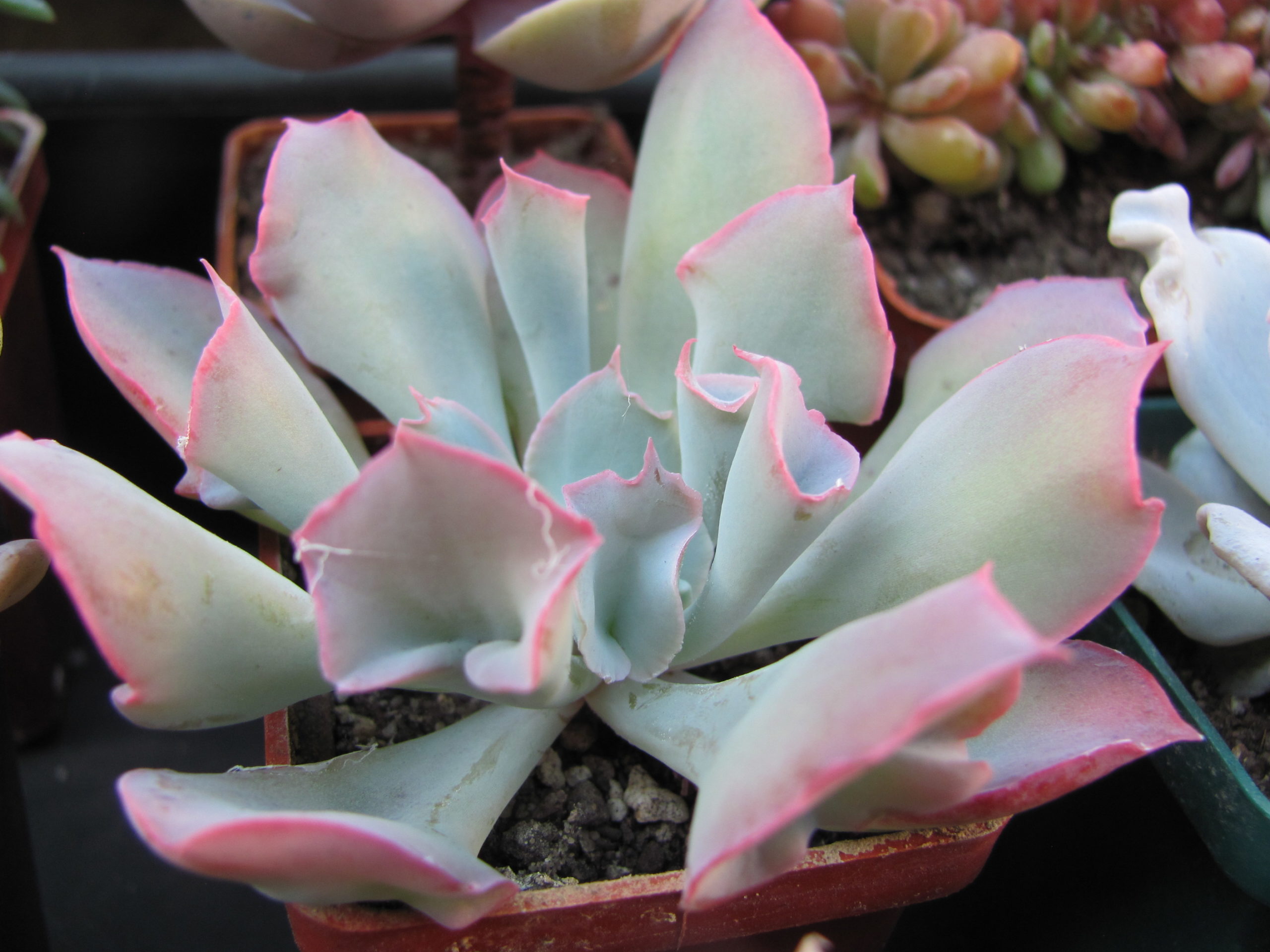 Echeveria Trumpet Pinky