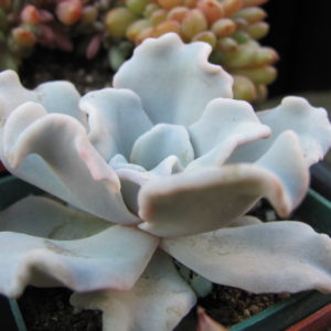 Echeveria   Crispate Beauty
