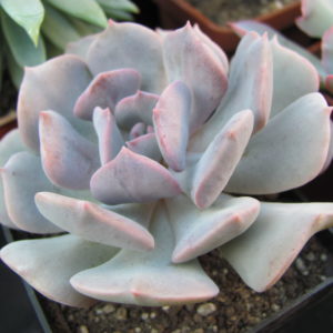 Echeveria   Cubic Frost