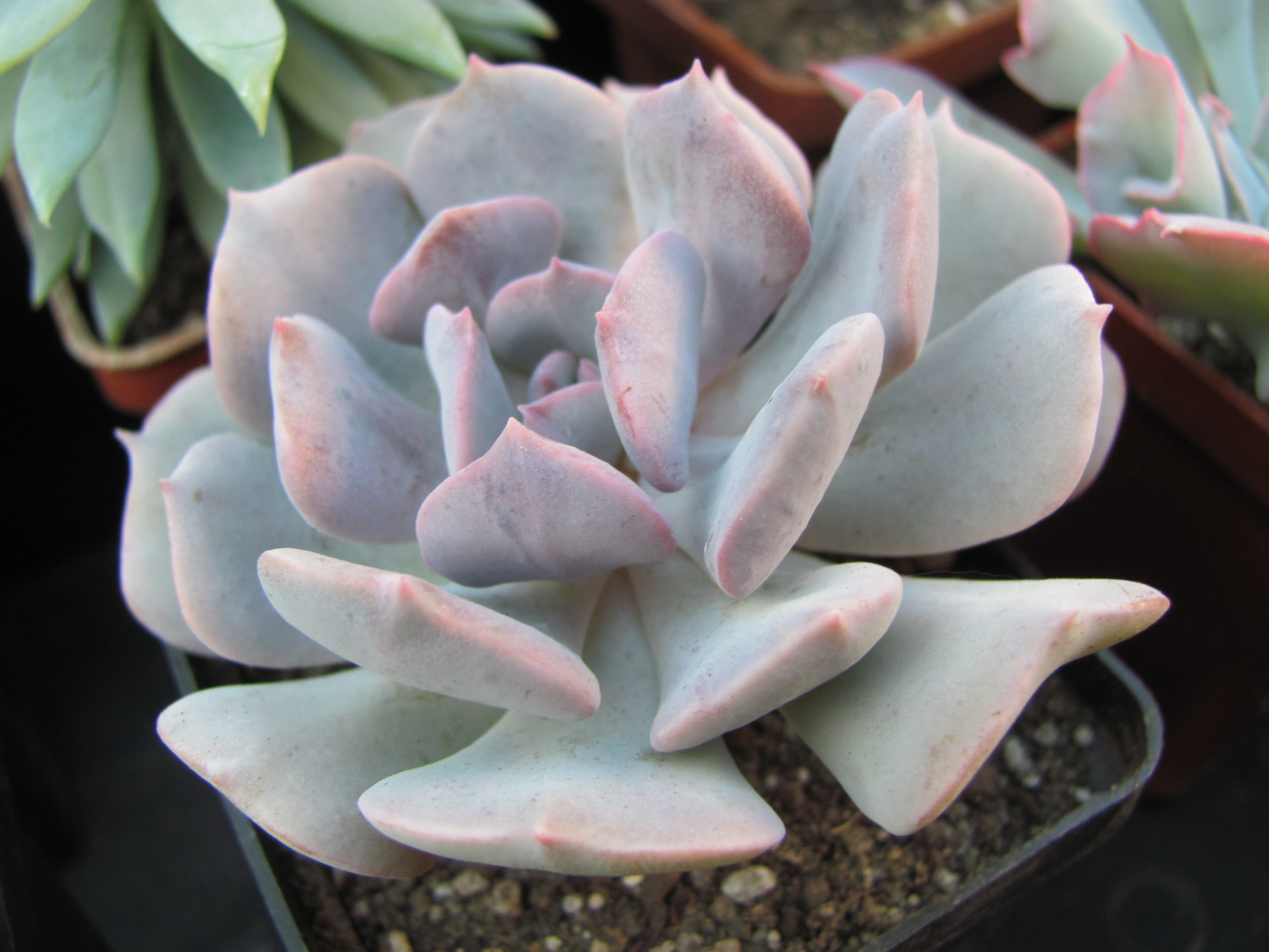 Echeveria Cubic Frost