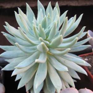 Dudleya  farinosa