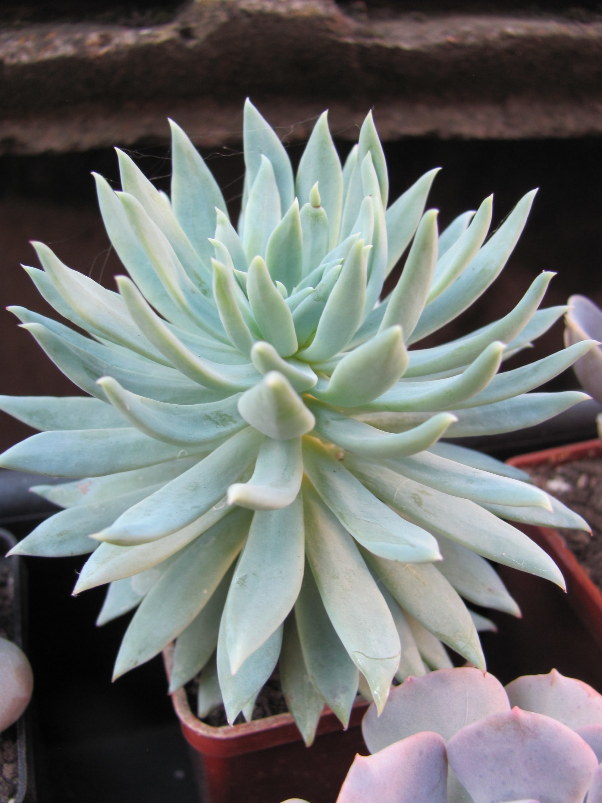 Dudleya farinosa