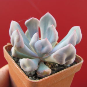 Echeveria   Cupid