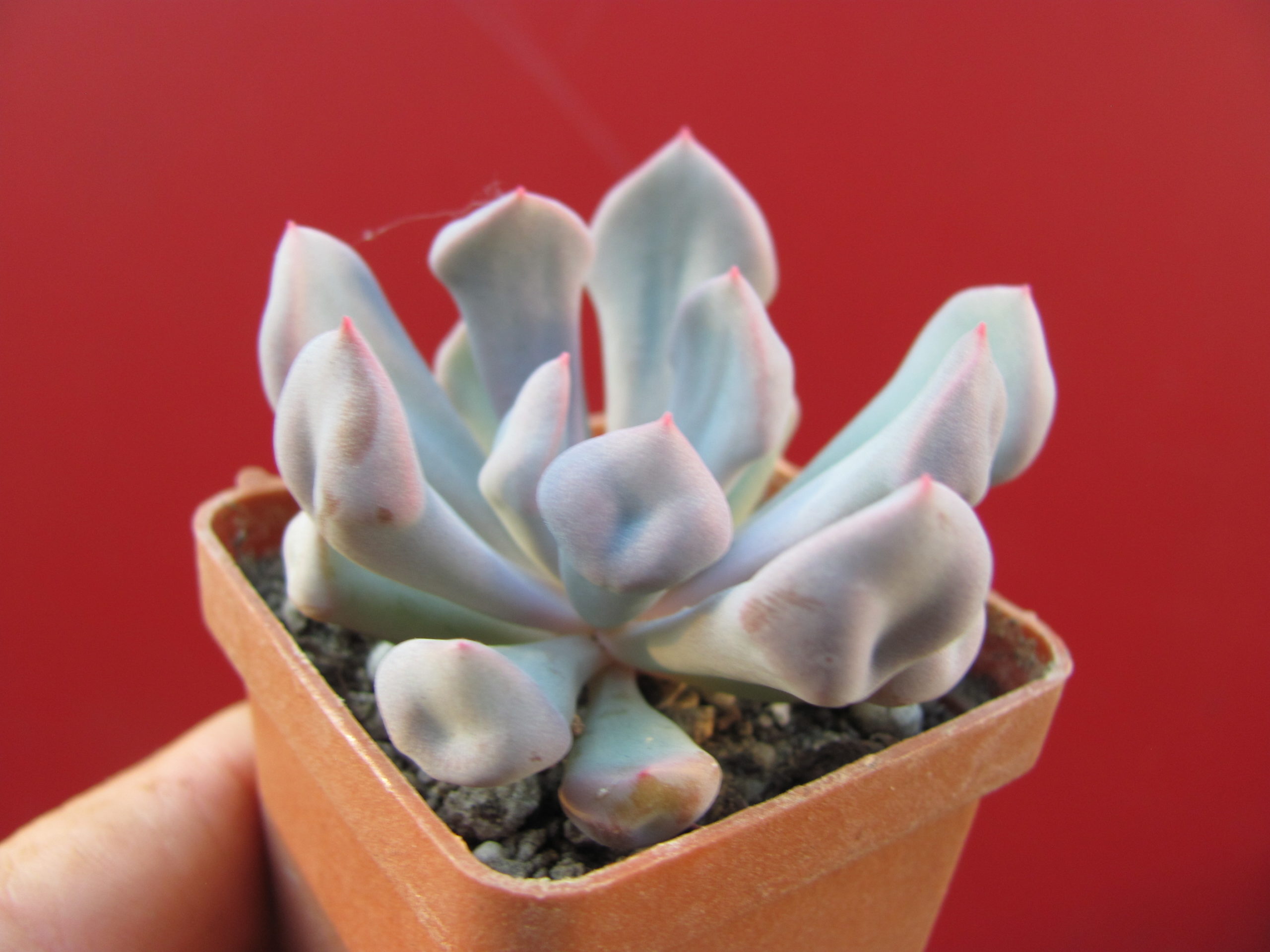 Echeveria Cupid