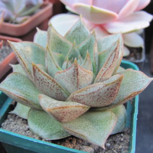 Echeveria  purpusorum   *White form*