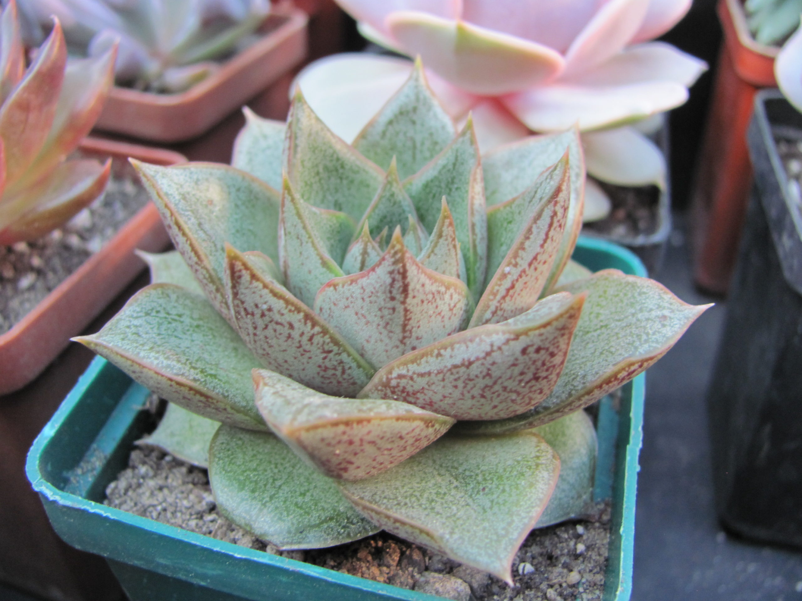 Echeveria purpusorum *White form*
