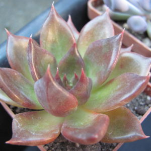 Echeveria Alfred  Graf