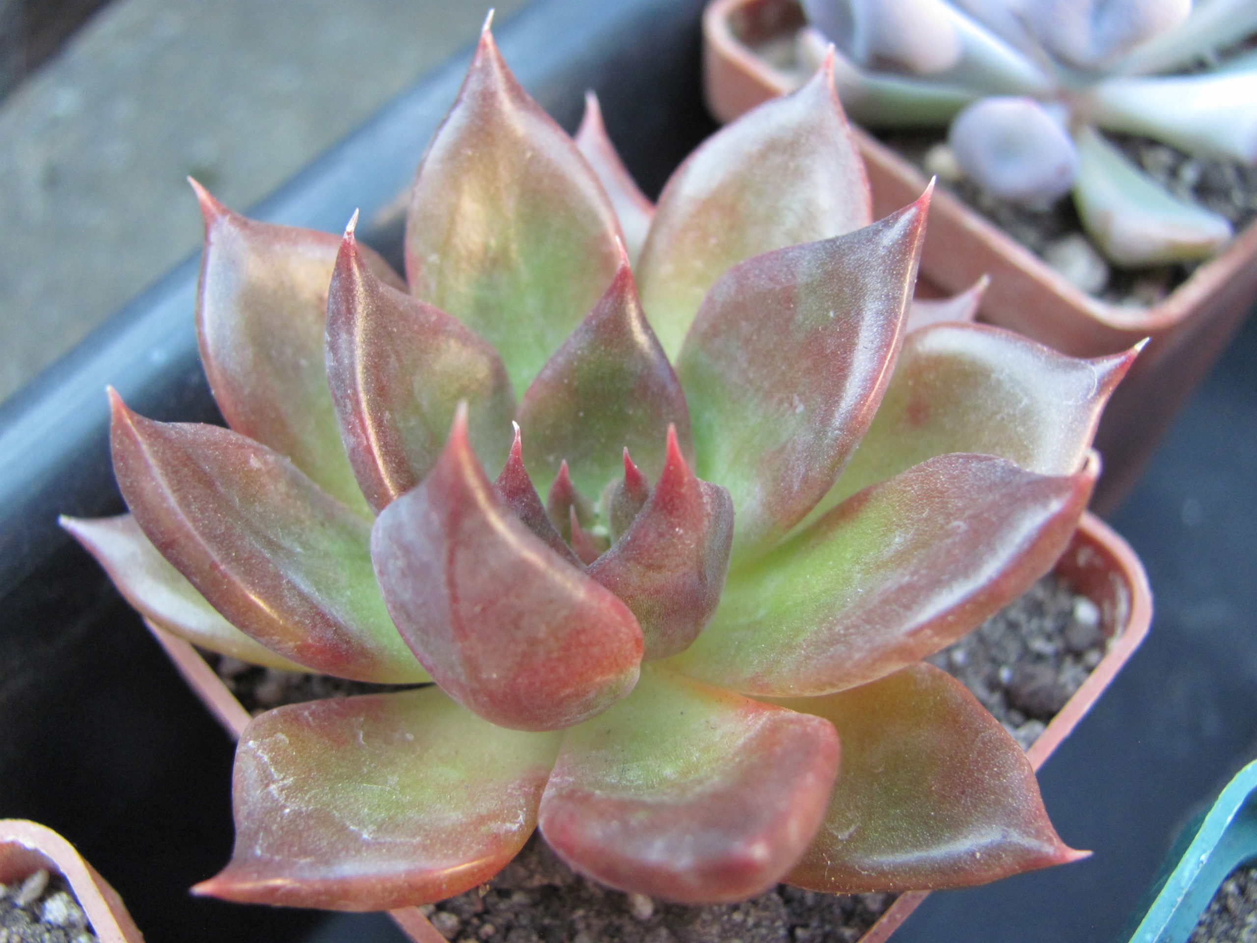 Echeveria Alfred Graf