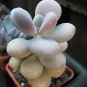 Pachyphytum Pink