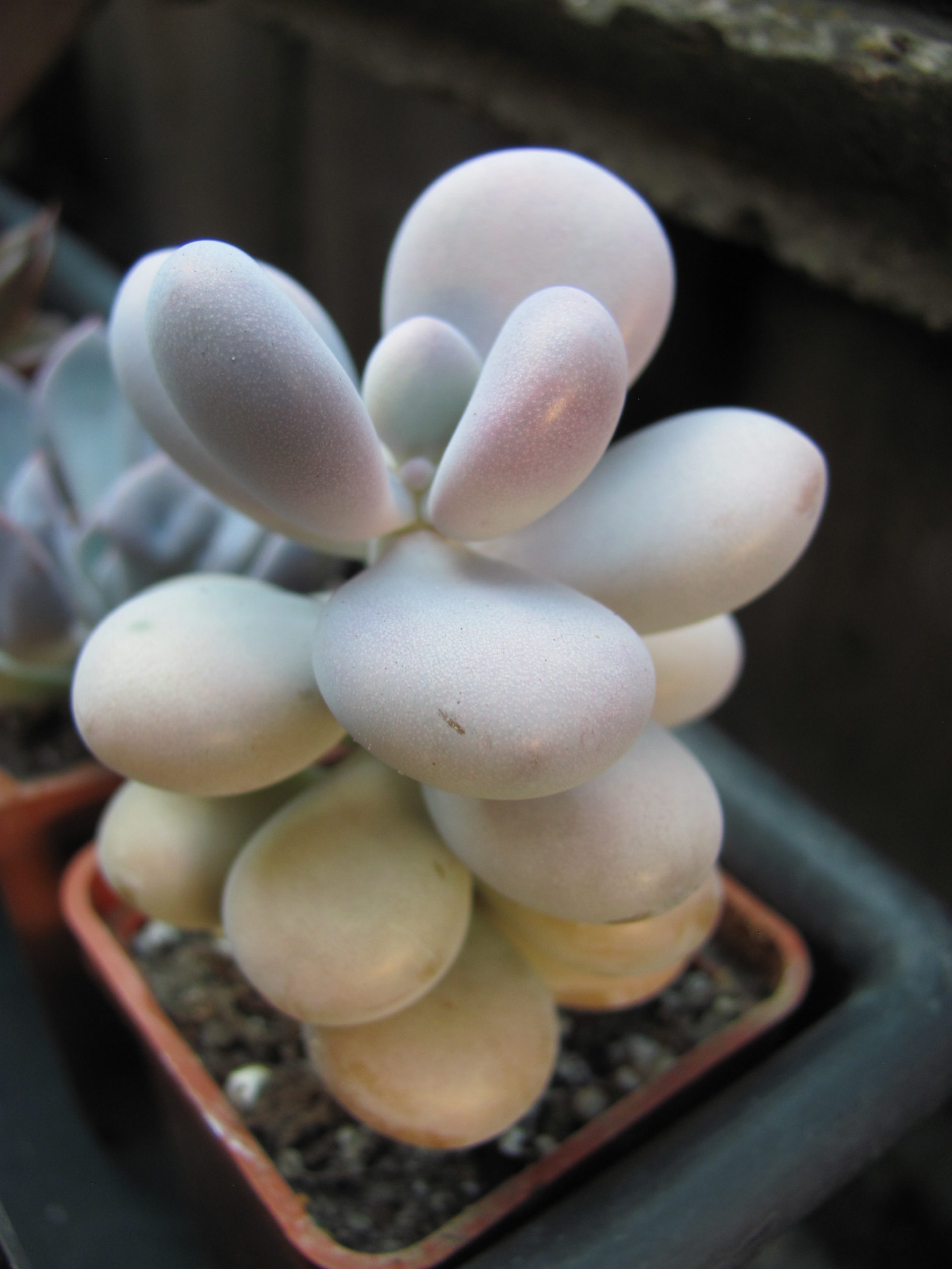 Pachyphytum Pink