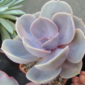Echeveria    Perle von Nurnberg   *Monstr*