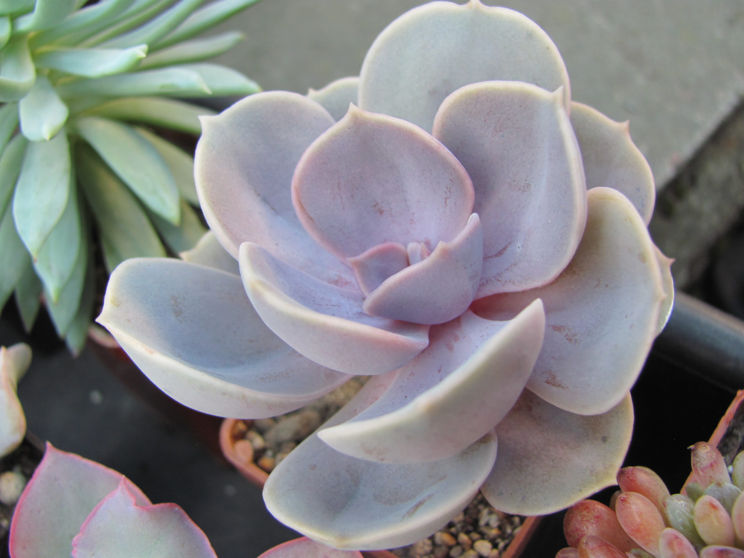Echeveria Perle von Nurnberg *Monstr*