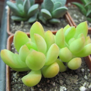 Sedum adolphi