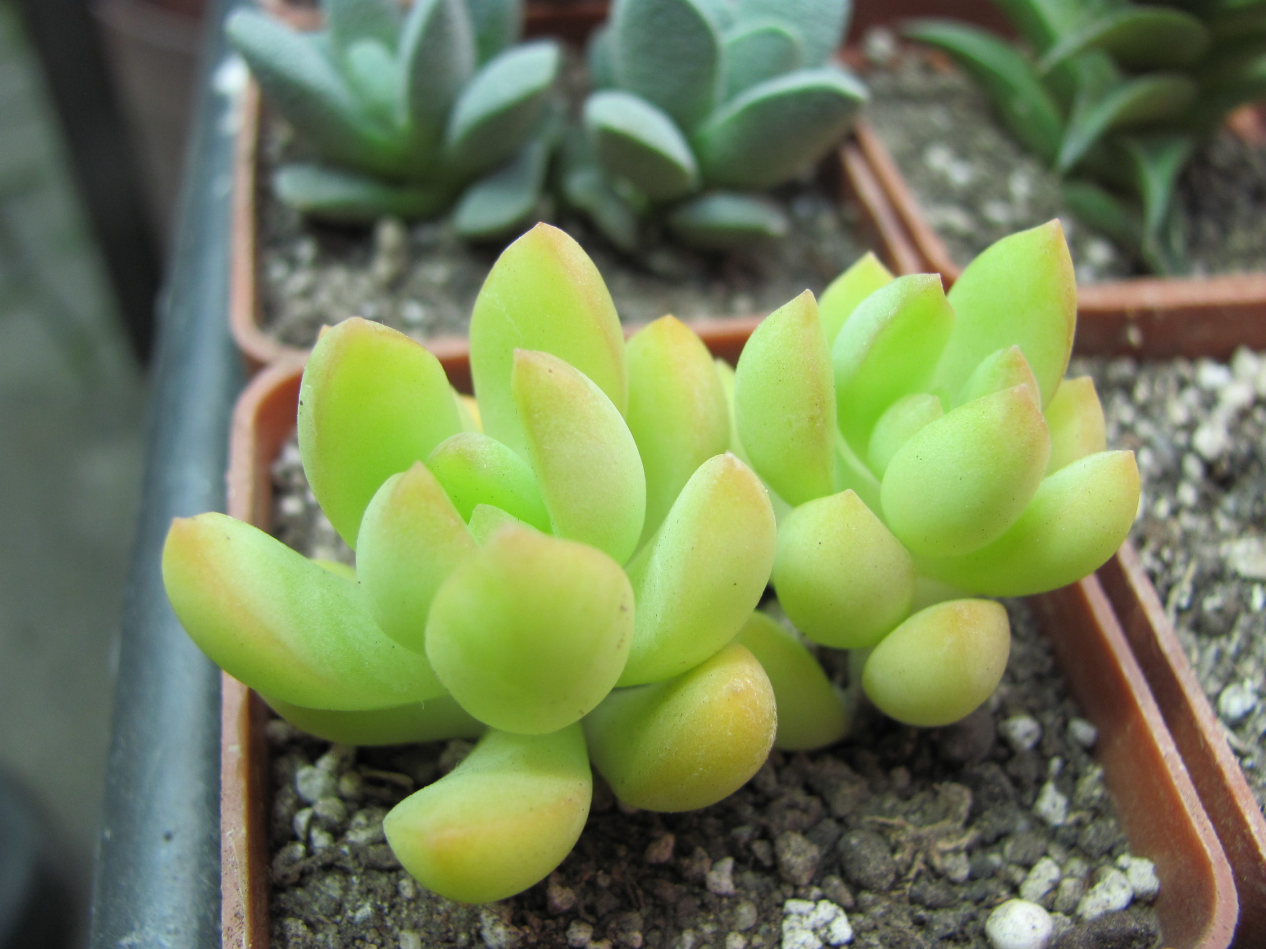 Sedum adolphi