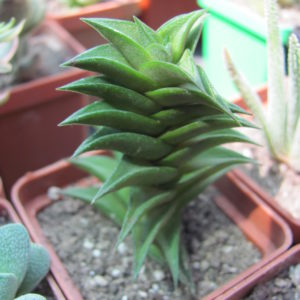 Haworthia   viscosa