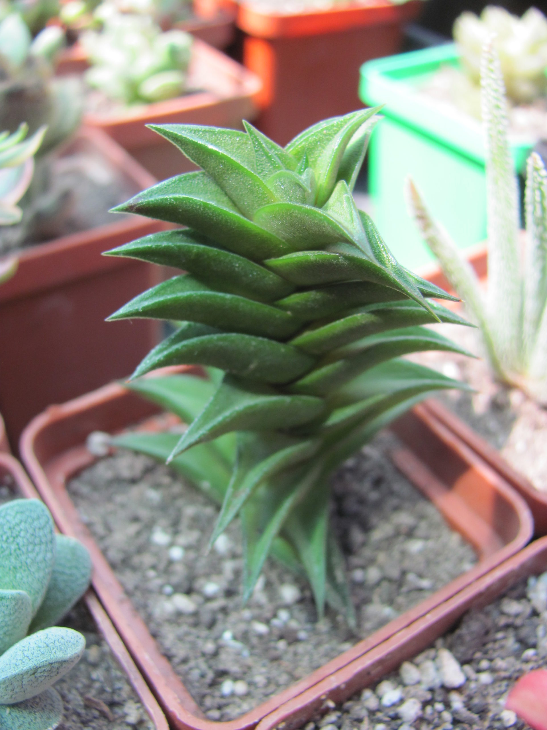 Haworthia   viscosa