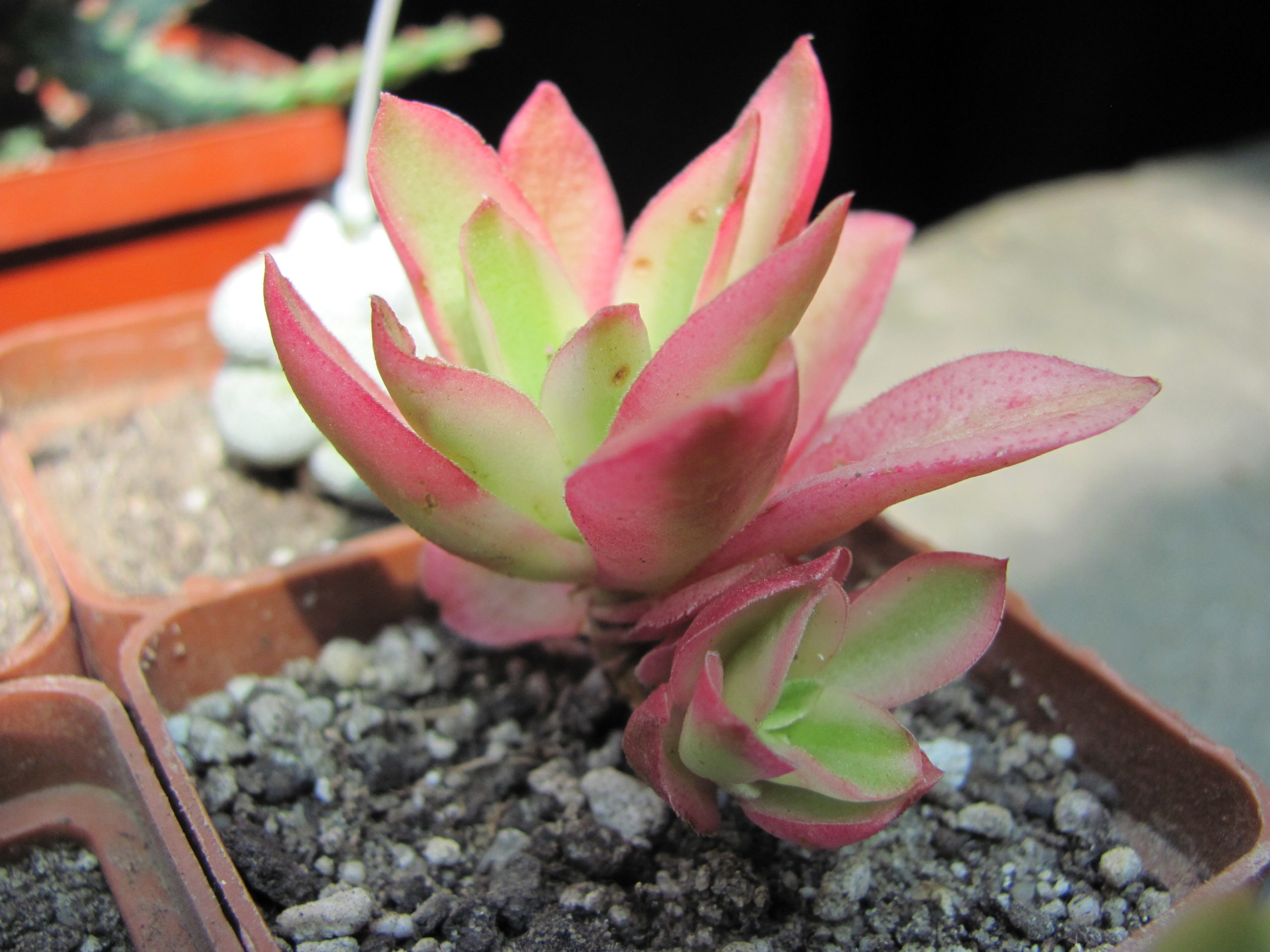 Crassula Campfire variegata