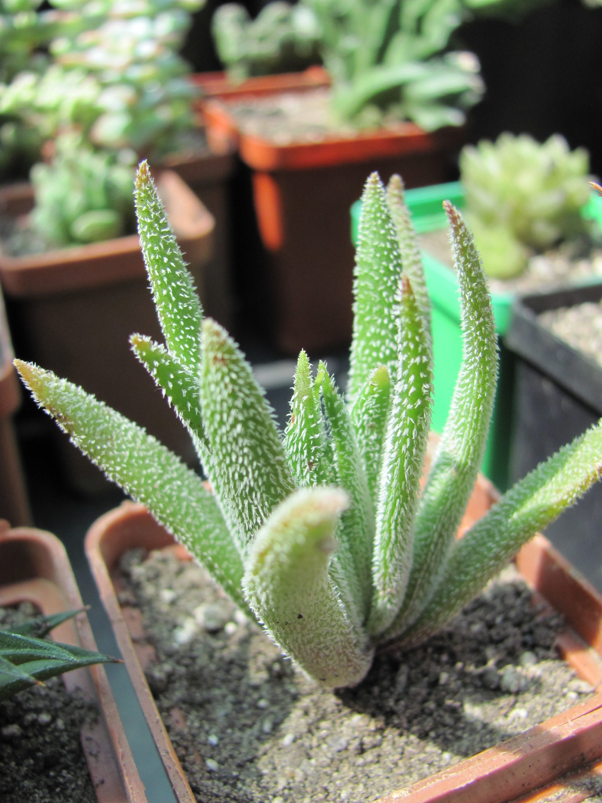Crassula hirta