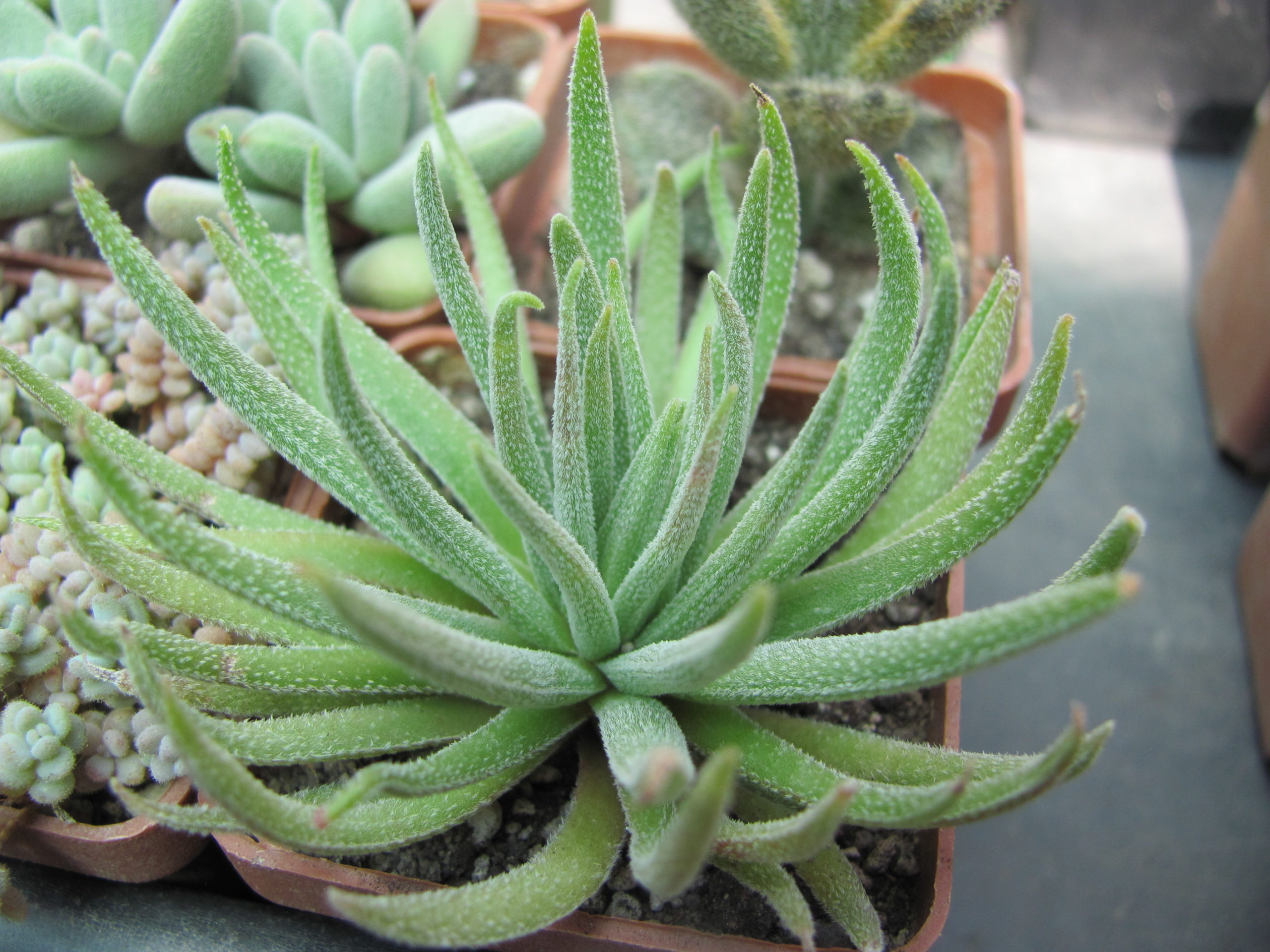 Crassula hirta  *Mossel Bay*