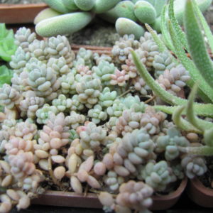 Sedum dasyphyllum